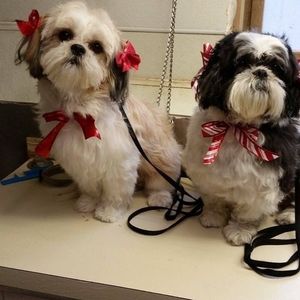 Meet your Posher, Bill